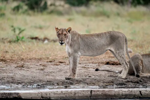 Chobe Ulusal Parkı 'ndaki dişi bir aslanın yakın plan fotoğrafı.