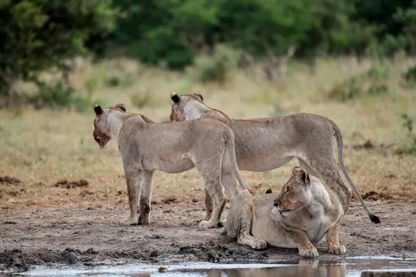 Namibya 'daki Etosha Milli Parkı' nda Aslan