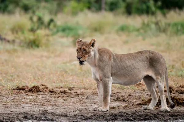 Dişi aslan kafesin kumlarında yürüyor.