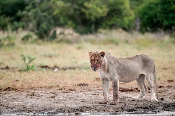 Afrika aslanı Kruger Ulusal Parkı, Güney Afrika 'daki nehir kıyısında..