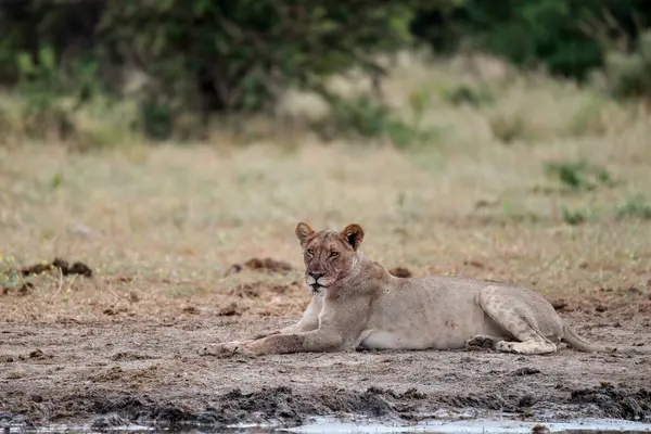 Dişi aslan, Botswana 'daki Chobe Ulusal Parkı' nda çimlerde dinleniyor..