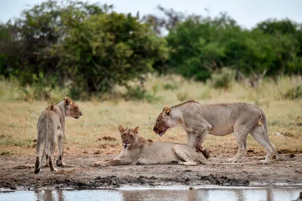 Aslan ve aslan içme suyu