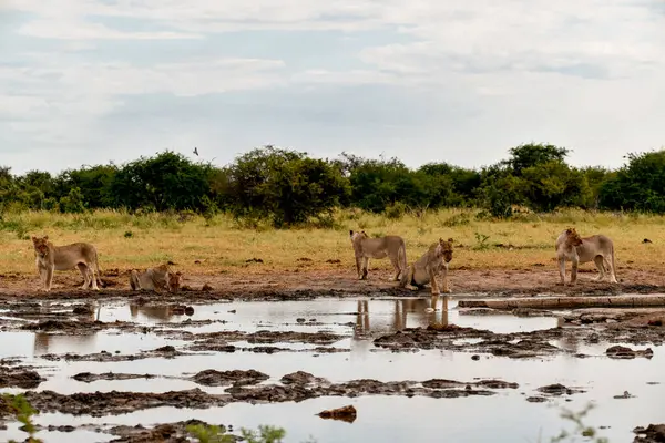 Afrika aslanı su birikintisinde su içiyor..