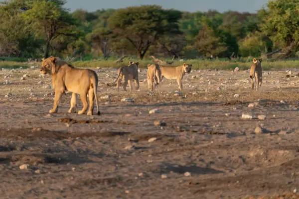 Afrika 'daki Namibya savanındaki aslan ve dişi aslan.