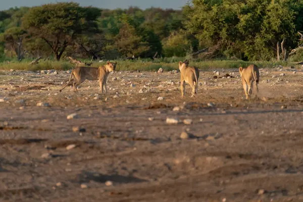 Geyikli Afrika çalısı