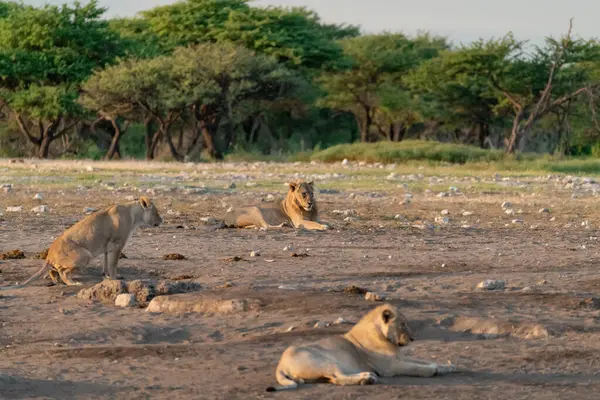 Namibya 'daki savanda aslanlar