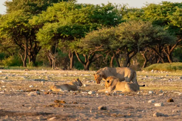 Afrika aslanı Kruger National park, Güney Afrika
