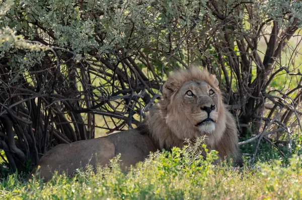 Kenya savanındaki aslan