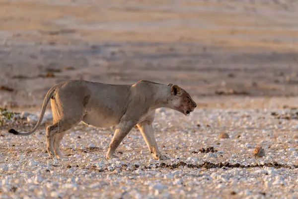 Namibya 'daki Etoşa Milli Parkı' nda aslan.