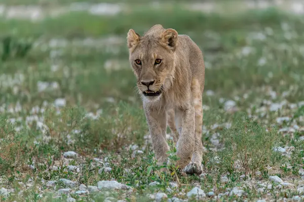 Erkek bir aslan çimlerin üzerinde yürüyor.