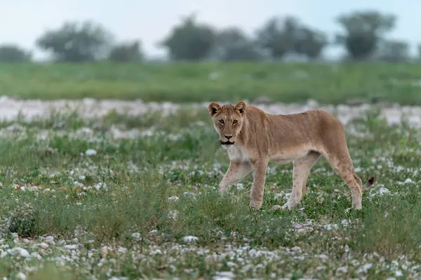 Kenya savanındaki aslan