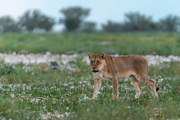 Genç dişi aslan yavrusu kuru çimenlerde duruyor.