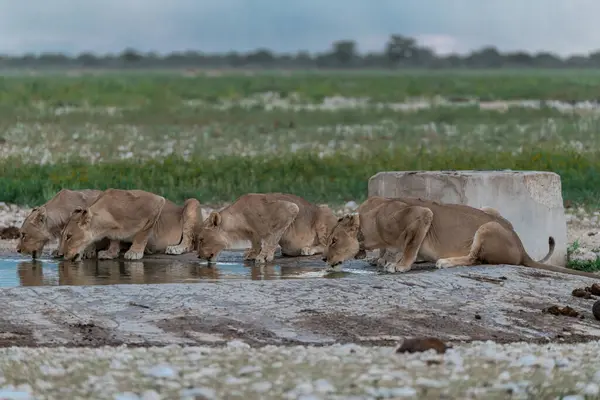 Beyaz aslan içme suyu