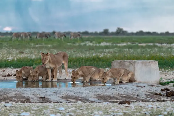 Bir grup Afrika aslanı içme suyu.