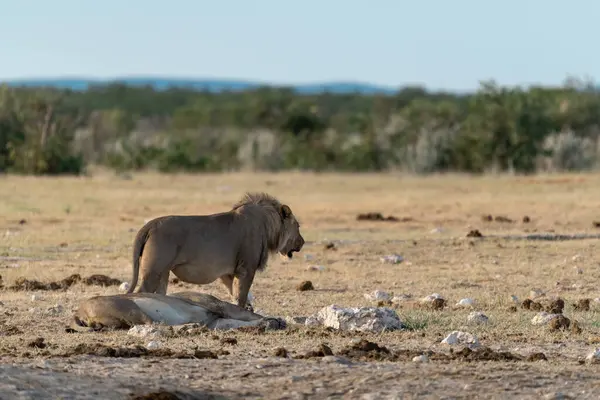 Afrika aslanı ve yavrusu kuru çimenlerde.