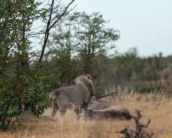 Kenya savanındaki aslan