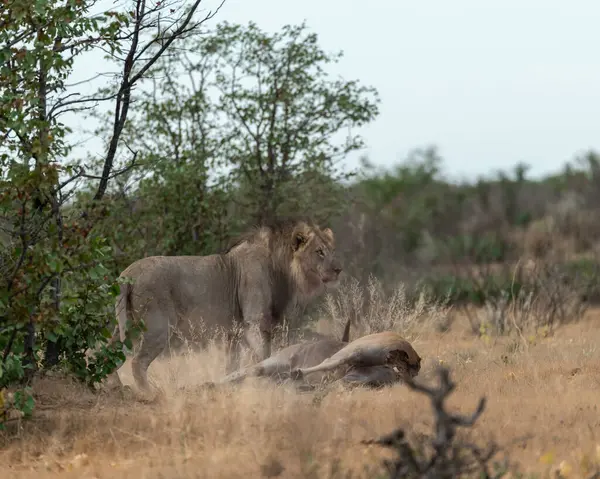 young lion in the savannah of africa