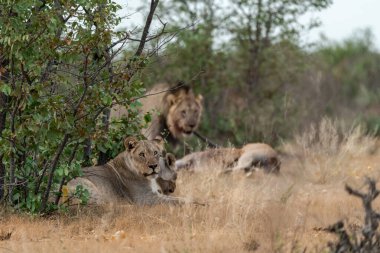 Güney Afrika 'daki Kruger Ulusal Parkı' nda aslan var.