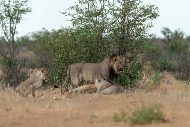 Afrika 'daki Kruger Ulusal Parkı' ndaki aslan..