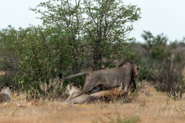 Bozkırda boynuzları olan dişi bir aslan