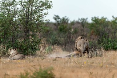 Kenya savanasında yürüyen bir aslan.