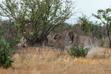 Afrika fili Etoşa Ulusal Parkı 'nın kuru çimlerinde yürüyor, Namibya.