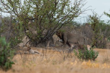Dişi aslan ve aslan yavrusu.