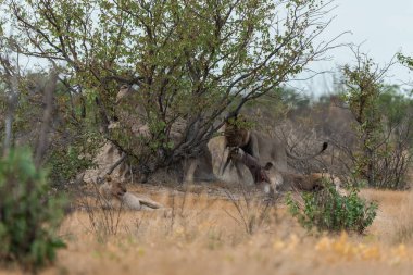 Genç dişi aslan (panthera leo) Güney Afrika savanında