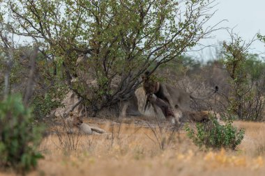 Etoşa 'daki aslan - namibya