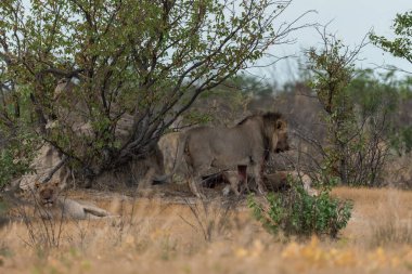 Güney Afrika 'daki Kruger Ulusal Parkı' nda aslan ailesi.
