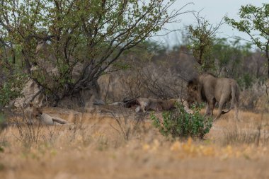Namibya 'daki Etoşa Ulusal Parkı' nda bir grup aslan.