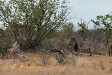 Afrika 'daki Namibya savanındaki bir aslan.