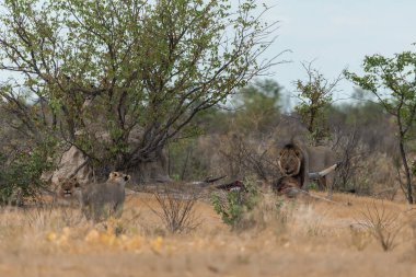 Afrika bozkırında bir fil sürüsü.