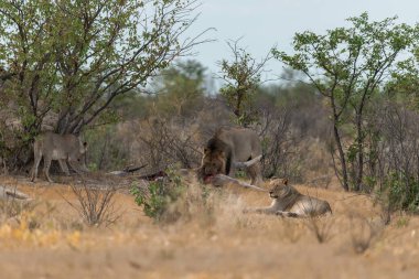 Kenya savanındaki vahşi aslan ailesi.