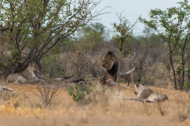 Namibya 'da Etoşa aslanı