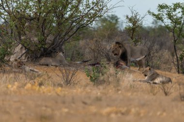 Lion ailesi Kruger parkındaki kuru çimlerin üzerinde dinleniyor..