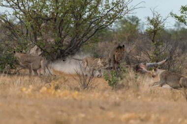 Afrika bozkırında vahşi bir aslan