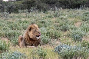 Kenya savanındaki aslan