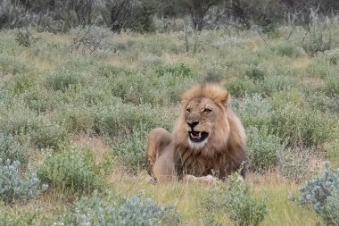 Namibya bozkırında bir erkek aslan.