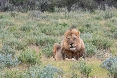 Güney Afrika savanasındaki çayırlarda bir erkek aslan.