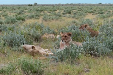 Aslan ve aslan etosha 'da