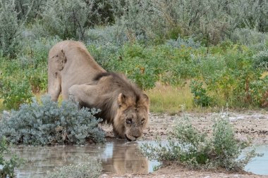 Afrika aslanı Namibya 'daki Etoşa' dan su içiyor.