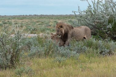 Afrika 'nın bozkırında güzel bir vahşi fil