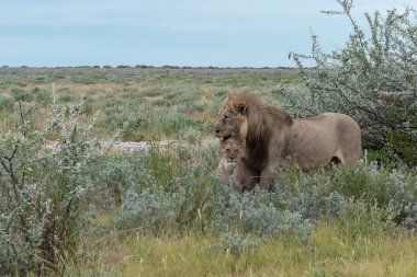 Namibya 'daki Etoşa Milli Parkı' nda aslan.