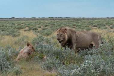 Namibya 'da vahşi bir aslan