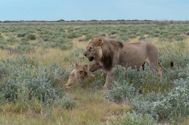 Etoşa çölünde aslan ve aslan, namibya