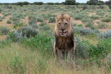 Kenya savanındaki aslan