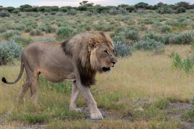 Erkek aslan savanada yürüyor.