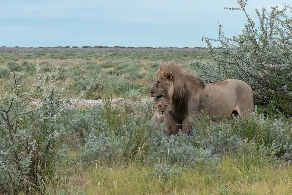Namibya 'daki Etoşa Milli Parkı' nda aslan.
