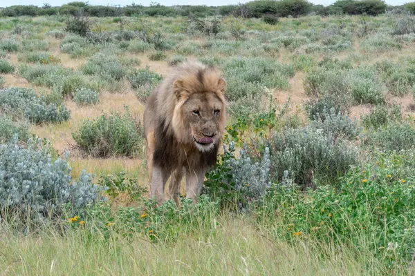 Kenya bozkırında bir erkek aslan.